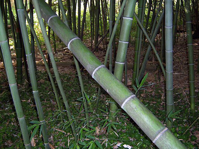 Madake Bamboo Japan